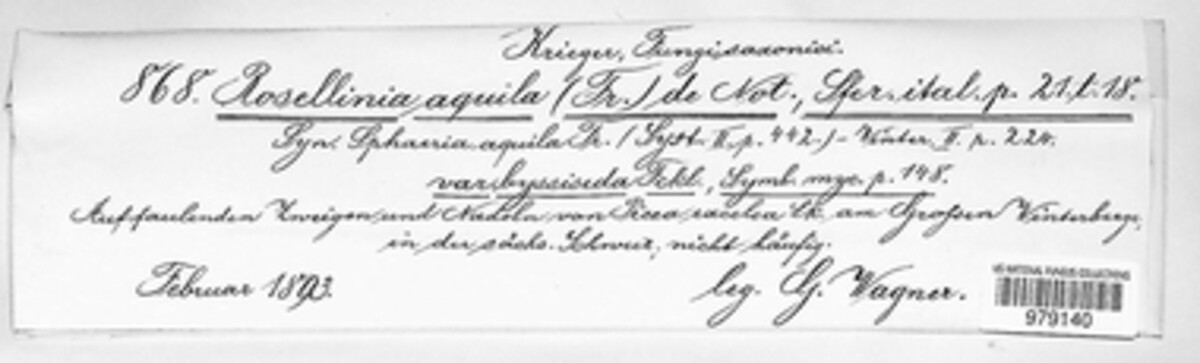 Dictyochaeta callimorpha image